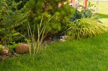 Yeşil çimenler boyunca dizilmiş dekoratif bahçe bitkileri ve çalılar. Sahne, peyzaj tasarımının, doğal dokuların ve açık hava bakımının uyumunu gösteriyor. Süslü otlar ve yapraklı çalılar güzel bir bahçe köşesinde yetişir.