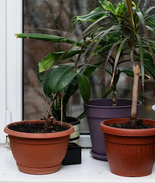 dikey fotoğraf - Saksı bitkileriyle dolu ev hava kalitesini ve rahatlamayı destekler. Palm, Dracena ve İncus doğal iklime katkıda bulunur. Saksı bitkileri nefes almaya yardımcı olur. konsept 