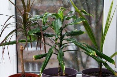 Avuç içi, incir ve drakena ağaçlarından oluşan küçük bir orman. Pencerenin yanında düzenlenmiş. Bitkiler barışçıl bir atmosfer yaratır ve yeni bir iç mekan ortamı yaratır. Tenceredeki yapraklı yeşil bitkiler, ev yapımı bitkiler...