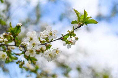 bahar arkaplanı. Beyaz çiçeklerle açan bir elma dalı.
