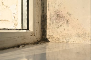 Parlak güneş ışığı pencerelerden akar ve iç yamaçlarda büyüyen kalın siyah küf kolonilerini ortaya çıkarır. Işık, soyulmuş boya boyunca sürünen sağlıksız mantar desenleriyle çelişiyor. siyah küf pencereleri