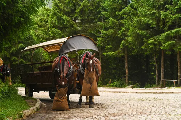 Eski ahşap arabaya bağlanmış iki at kırsal yolda dururken yem torbalarından yemek yiyor. Kırsal yaşam at konsepti, turistleri turizm rotası boyunca taşımak için kullanılır.. 