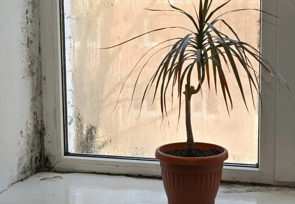 Pencerenin köşesinde küf var. Pencere kenarında bir çiçek. seçici odak