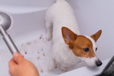 Jack Russell Terrier 'ın köpeği banyoda yıkanır.