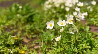 Anemone heceleri güzel beyaz çiçeklerle çiçek açar..