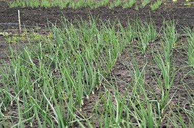 Yeşil soğan yaprakları düzgün bahçe sıralarında dimdik durur. Genç filizler güneş ışığına doğru büyür. Tarım tarlaları boyunca uzanan sağlıklı yeşil soğan sırası. 