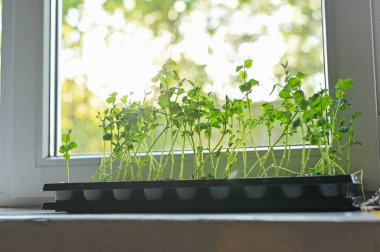 Tencerede mikro yeşiller. Yeşil bezelye filizleri. 