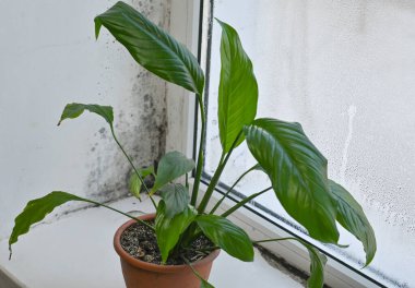 Zehirli siyah sporlar, yoğunlaşma kaplı camlarda tüylü desenler oluştururlar. Sağlıklı spathiphyllum çiçeği. Mikroskobik küf hifabesi cama doğru ilerler. Bitkiler fotosentez. Dairenin küf kavramı.