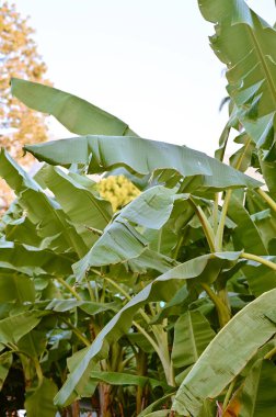Yükselen muz yaprakları ince palmiye yapraklarının yanında dikey olarak gerilerek katmanlı tropikal doku oluşturur. Güneş ışığı, yakındaki yüzeylere uzamış gölgeler bırakarak, balmumu yaprakların arasından süzülür..