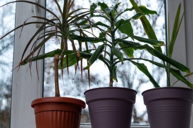 Pencerede fitil, drakena ve palmiye yetişiyor. Pencere kenarındaki yeşil saksı bitkileri sakin bir iç mekan manzarası yaratıyor. Palm, ficus ve dracaena rahat ev ortamının ve günlük doğa bakımının bir parçası olarak gelişir.