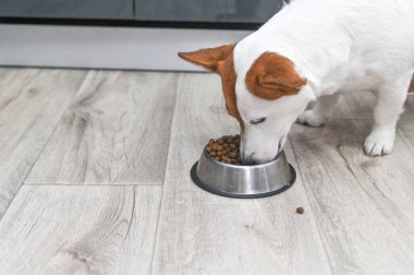 Jack Russell köpek maması yiyor. 