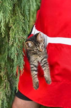 Küçük kedi yavrusu elini cebine attı.