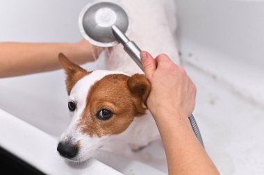 Bir kadın Jack Russell Terrier köpeğini banyoda yıkıyor..