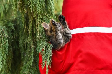 Küçük bir kedi yavrusu cebine girmiş..