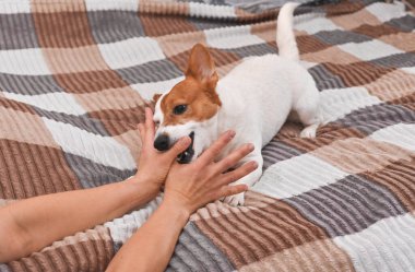 Köpek hanımefendiyle oynuyor ve evde ellerini ısırıyor.