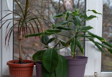 Ev bitkileri günlük bakım ve barışçıl rutini temsil eder. Pencere kenarındaki kemik ve avuç içi dikkatli bir yaşam tarzını yansıtıyor. Pencere bahçesi, palmiye, dracaena ve incir ağacı denge ve bağlantıyı yansıtır.