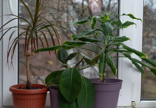 Ev bitkileri günlük bakım ve barışçıl rutini temsil eder. Pencere kenarındaki kemik ve avuç içi dikkatli bir yaşam tarzını yansıtıyor. Pencere bahçesi, palmiye, dracaena ve incir ağacı denge ve bağlantıyı yansıtır.