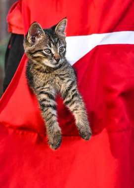 Kedi yavrusu cebine girmiş. dikey