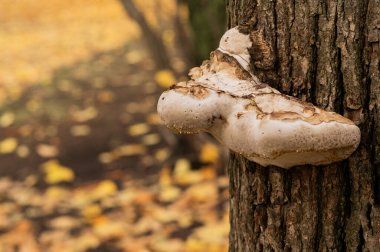 Ağaç gövdesinde bir mantar. sonbahar arkaplanı