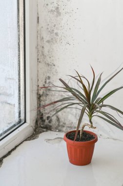 Islak bir pencerede yüksek nem nedeniyle dikey foto mantar küf formları. Pencere pervazında kapalı bitkiler