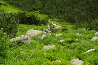Büyük taşların arasında yemyeşil otlar yetişir. Doğadaki güzellik