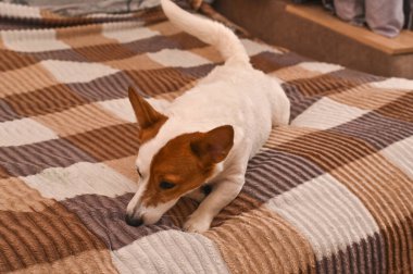 Jack Russell Terrier yatakta yatıyor.