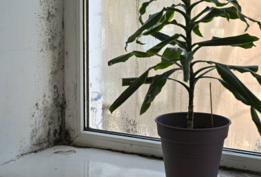 Plastik pencerelerin köşesindeki küf. Pencere kenarında bir çiçek. seçici odak