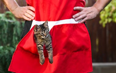 Komik kedi yavrusu kırmızı önlüğün cebinde saklanıyor. Dışarıya bakan meraklı bir yüzü var. Oyuncu ve yaramaz anlar kedi yavrusunun cazibesini ön plana çıkarıyor. Şirinlik, mizah ve hayvani maskaralık konuları için ideal..