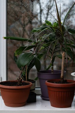 Pencere kenarındaki Ficus ve Dracena dikey fotoğrafı doğal dengeyi gösteriyor. Saksı bitkileri biyo-hilik estetiği küçük alanlarda yansıtır. İçerideki yeşil bitkiler sükuneti ve yumuşaklığı teşvik eder. konsept
