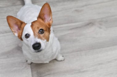 Jack Russell Terrier köpeği yukarı bakıyor. Boşluğu kopyala