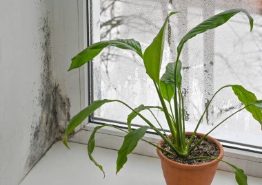 Yoğunlaşmayla kaplı pencere, kapalı alan bitkisinin yanında agresif küf büyümesine ev sahipliği yapıyor. Sağlıklı bitkiler pencere kenarında otururken karmaşık mantarlar. spathiphyllum çiçeği pencere pervazında. 