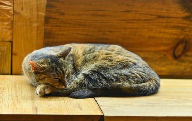 Bir kedi ahşap bir masada uyur.