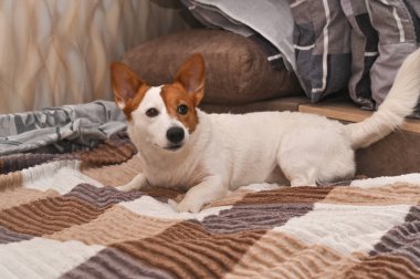 Jack Russell Terrier evdeki yatakta yatıyor.
