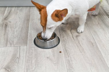 Köpek, metal kaseden köpek maması yiyor.. 