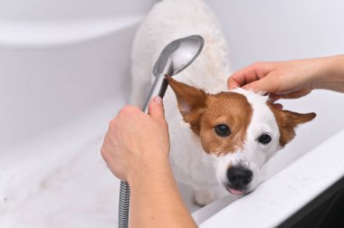 jack russell köpek bir küvette banyo