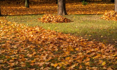 Yerde bir yığın sarı sonbahar yaprağı var. Akçaağaç yaprakları düşmüş.. 