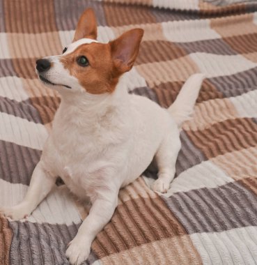 Bir Jack Russell köpeği yatakta oturuyor. 