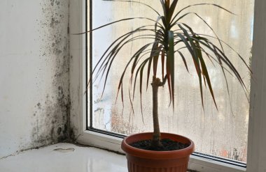 Pencerenin köşesinde küf var. Pencere kenarında bir çiçek. seçici odak