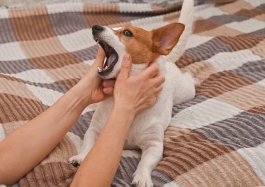 Sahibi Jack Russell Terrier köpeğiyle dalga geçiyor.