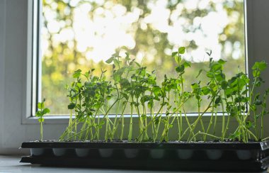 Yeşil bezelye filizi. mikro yeşiller