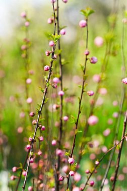  Louisiana triloba olarak bilinen badem çiçeğinin yakın plan fotoğrafı. Çiçek süsleme, erken bahar cazibesi ve çiçek arıtma. Çiçeklerin bahar arkaplanı Louisiana triloba