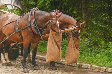 Kırsal yolda duran iki at, yem torbalarını yemek için arabaya bağlandı. Sahne, sakin kırsal kesimde çalışan hayvanları yakalıyor. At arabaya bağlı, köy yolunda dinleniyor ve besleniyor.