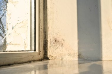 Güneş, pencere kenarlarında zehirli küflerin yeşerdiği rahatsız edici ekosistemi ortaya çıkarıyor. Sivri siyah oluşumlar nemli mikroiklimde gelişir. Penceredeki mantar kalıbı