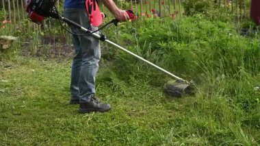 Kesiciler yoğun çimleri doğru bir şekilde oyuyor. Yeşil kırpıntılar patlayıcı kavisler halinde dışa doğru patlamış, güçlü benzin motorlu budayıcı. Naylon budama kablosu aşırı gelişmiş bitki örtüsünün içinde dönüyor.