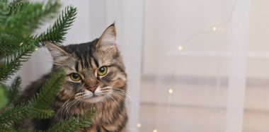 Noel ağacının yanında oturup tatil ışıklarını izleyen çizgili bir kedi. Kedi ve Noel ağacı neşeli bir ortam yaratır. Noel ağacı dallarının yanında parlak ışıkları olan sevimli bir evcil kedi. Pankart