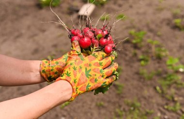 Baharın ilk turpları bir çiftçinin ellerinde. Yeşil bluzları, iğrenç dünyadan son çıkarılışlarından beri hala titriyor. Ekolojik hasat turpları ve sürdürülebilir tarım kavramı