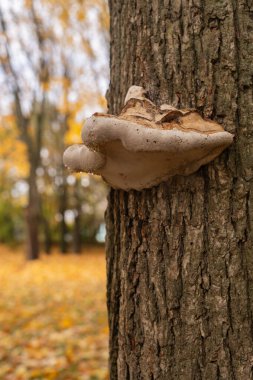 Yanan mantar bir ağacın gövdesinde yetişir.