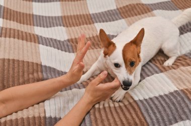 Bir Jack Russell Terrier köpeği evde sahibiyle oynar ve parmağını ısırır.