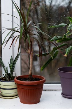 Dikey Evbitkileri günlük bakım ve barışçıl rutini temsil ediyor. Pencere kenarındaki kemik ve avuç içi dikkatli bir yaşam tarzını yansıtıyor. Pencere bahçesi, palmiye, dracaena ve incir ağacı denge ve bağlantıyı yansıtır