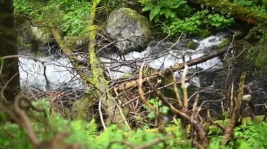 Orman deresi yeşil ağaçlar ve dallar arasında akar. Su hareketi tazeliği ve doğal güzelliği vurgular. Ormanda kayalar ve düşen dallarla dolu bir nehir vahşi ve el değmemiş bir manzara yaratıyor..